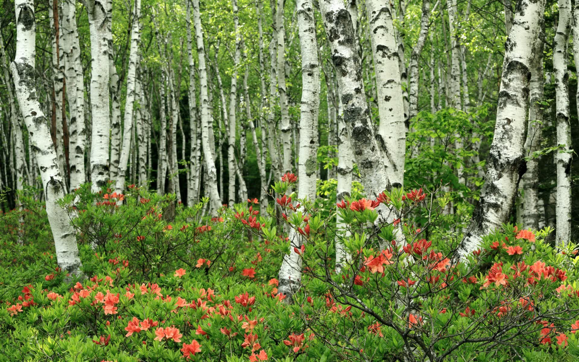 世界登山青年导师国际挂职成果公示:互训效益显现,国际登山联合会